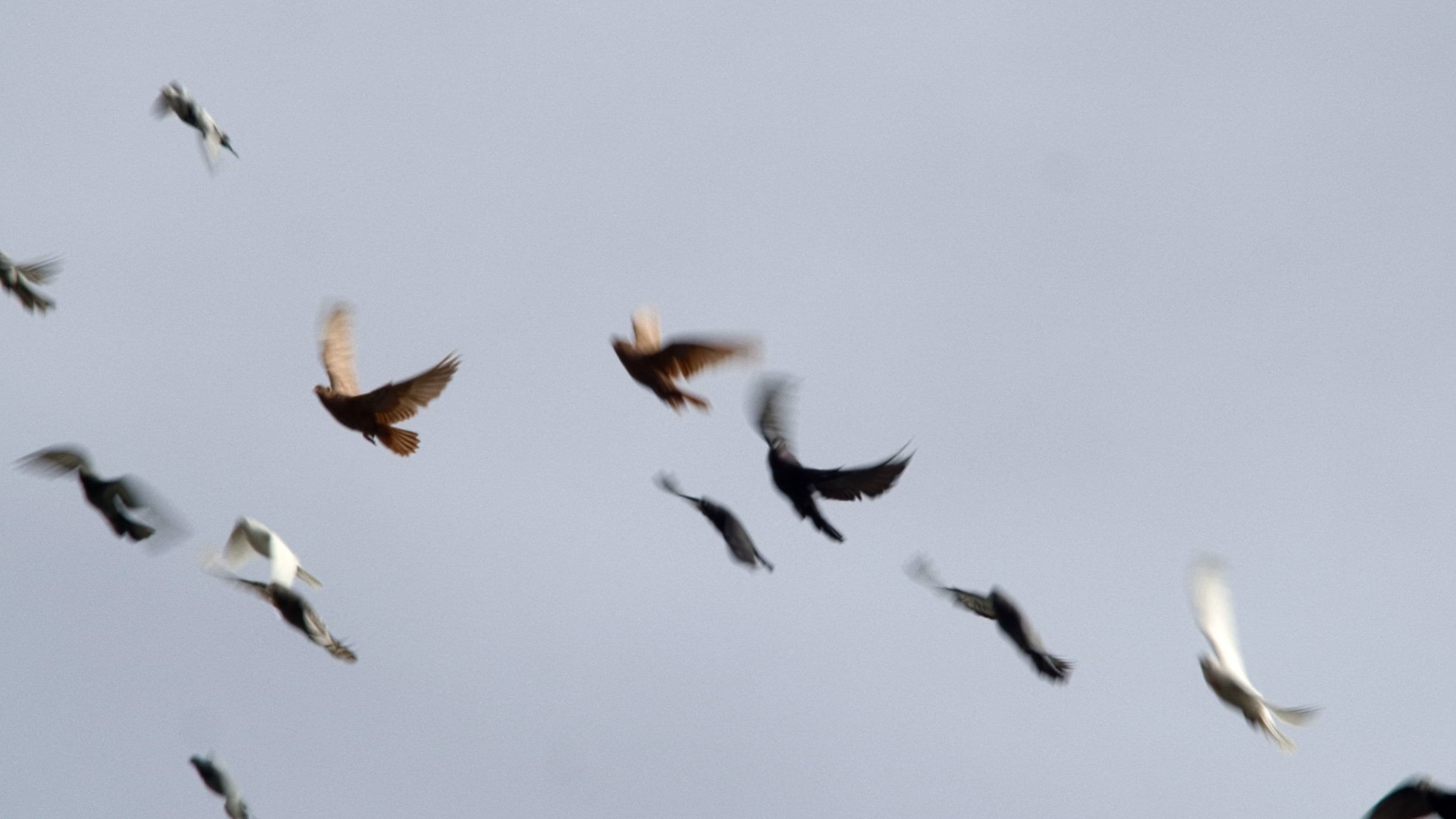 Dovecotes of Kyiv backdrop