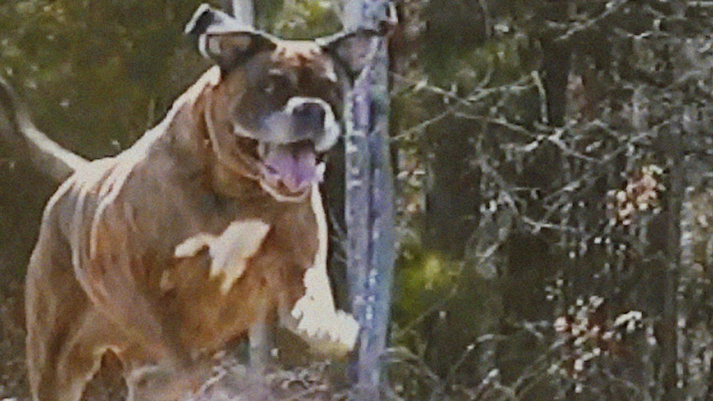 Bonkey: The Mutated backdrop