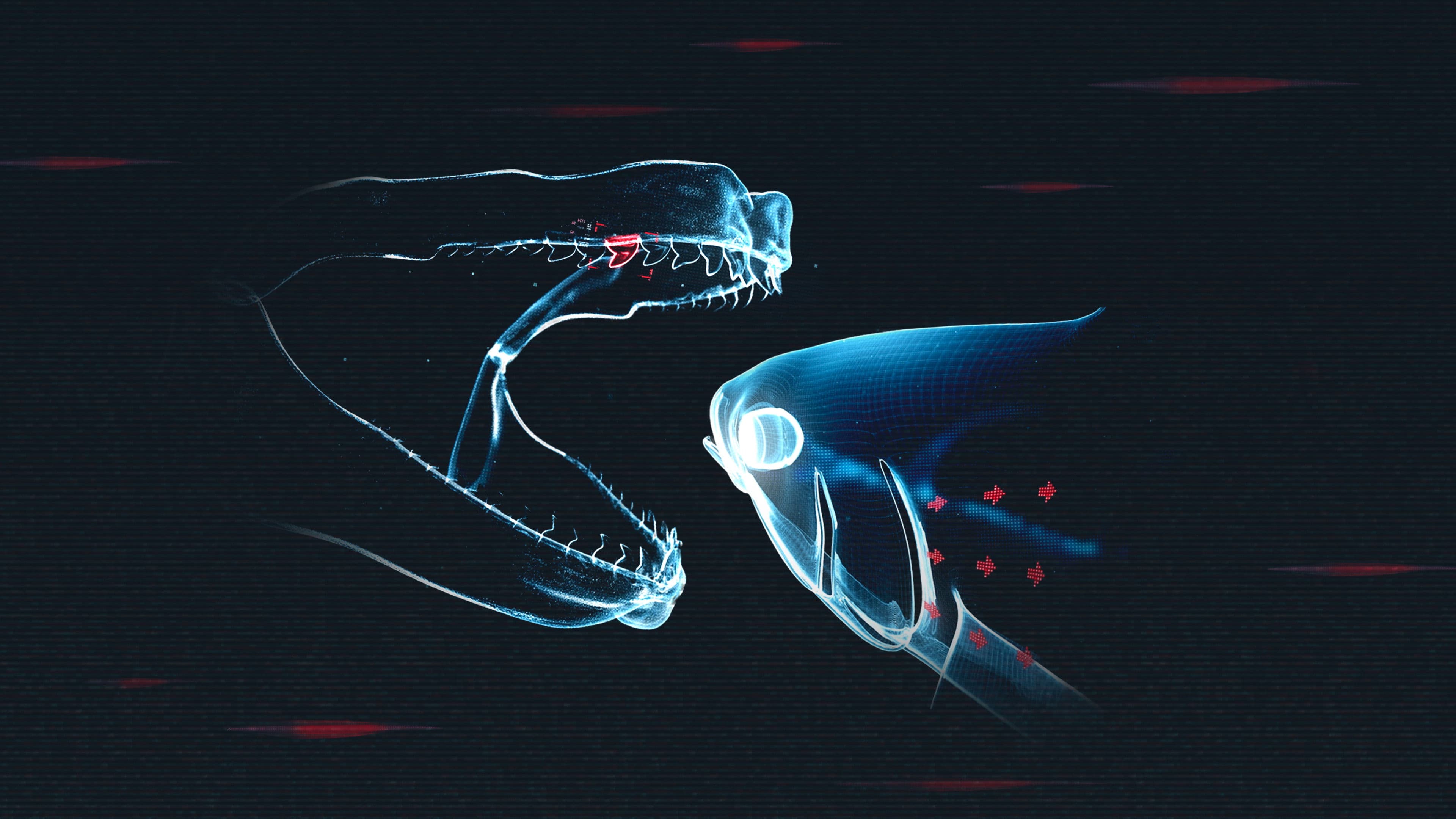 Shark vs. Tuna backdrop