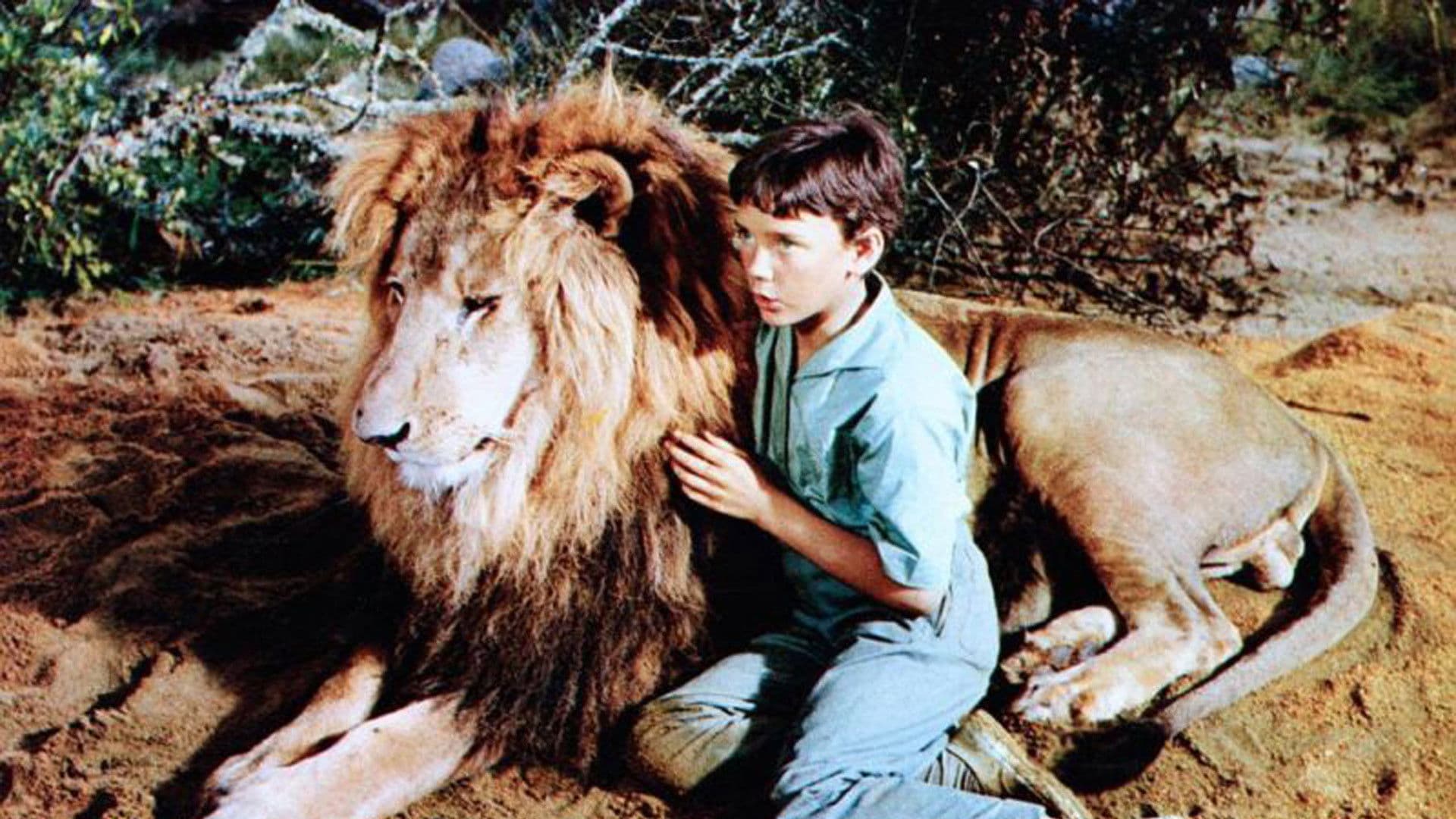 The Lion backdrop