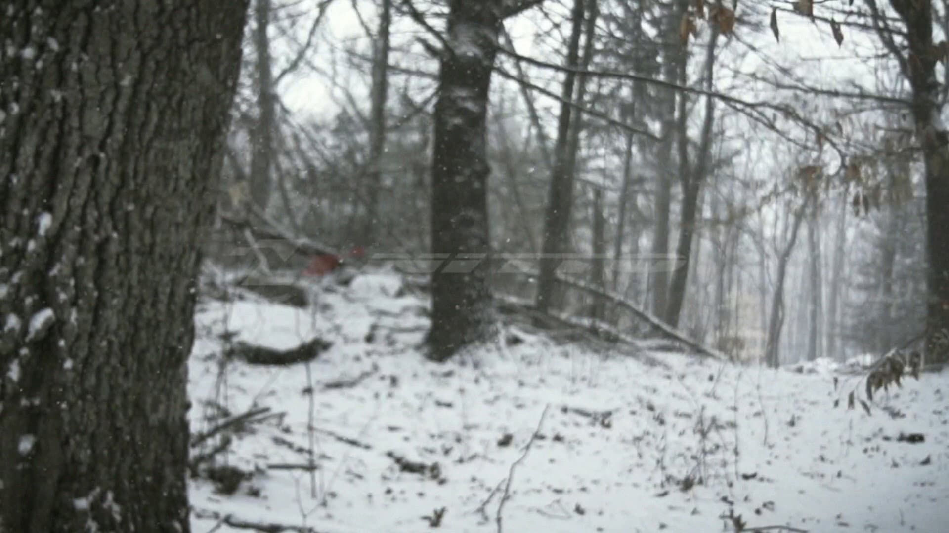 Element of Survival backdrop