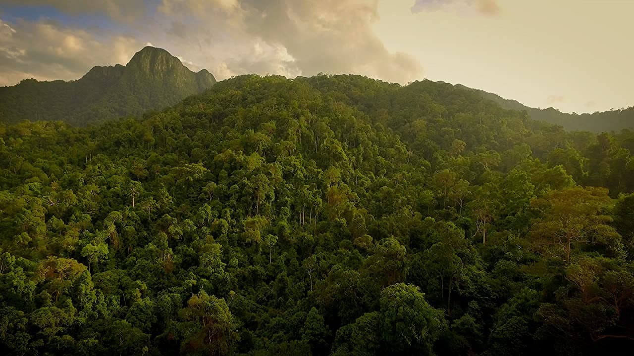 The Forgotten Forests of Malaysia backdrop