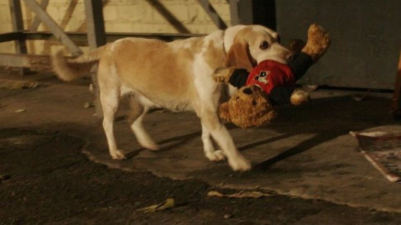 Aussie and Ted's Great Adventure backdrop