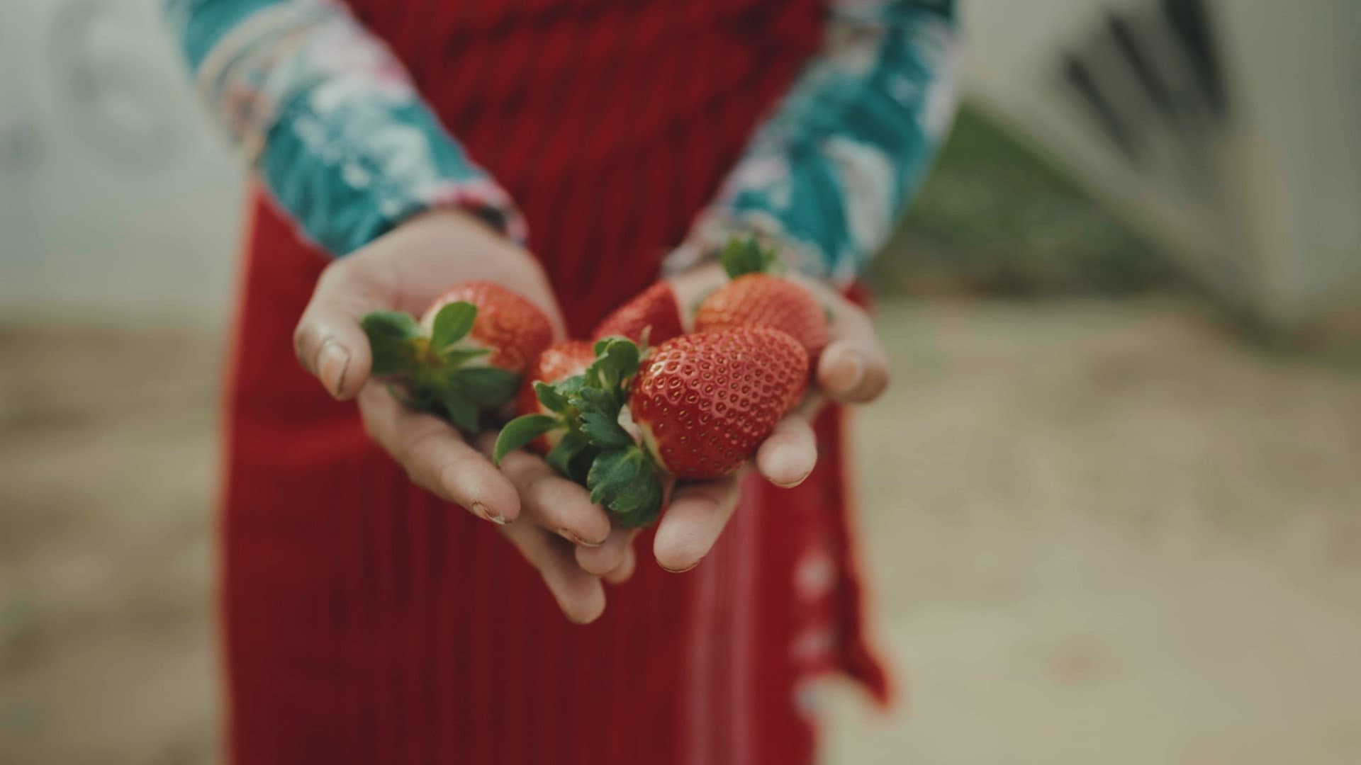 Bittere Früchte - Ausbeutung in der Landwirtschaft backdrop