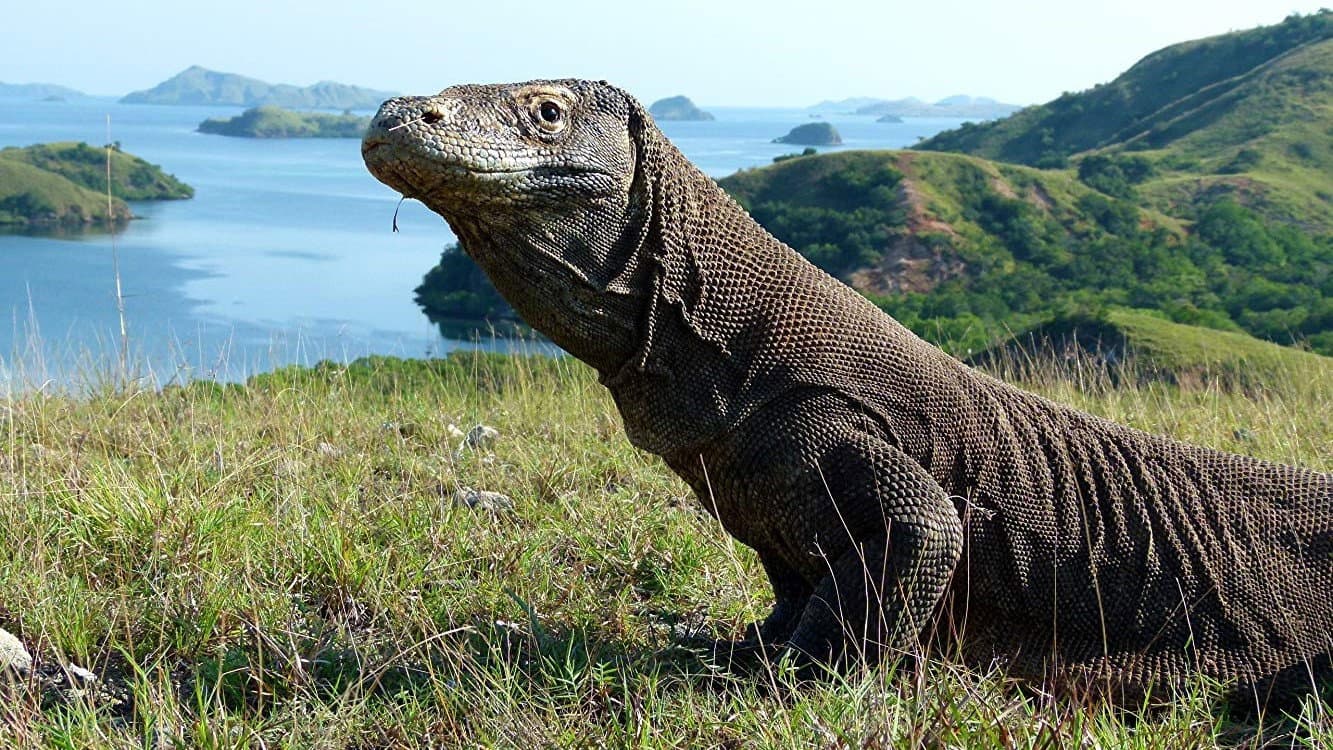 Dragon Island backdrop