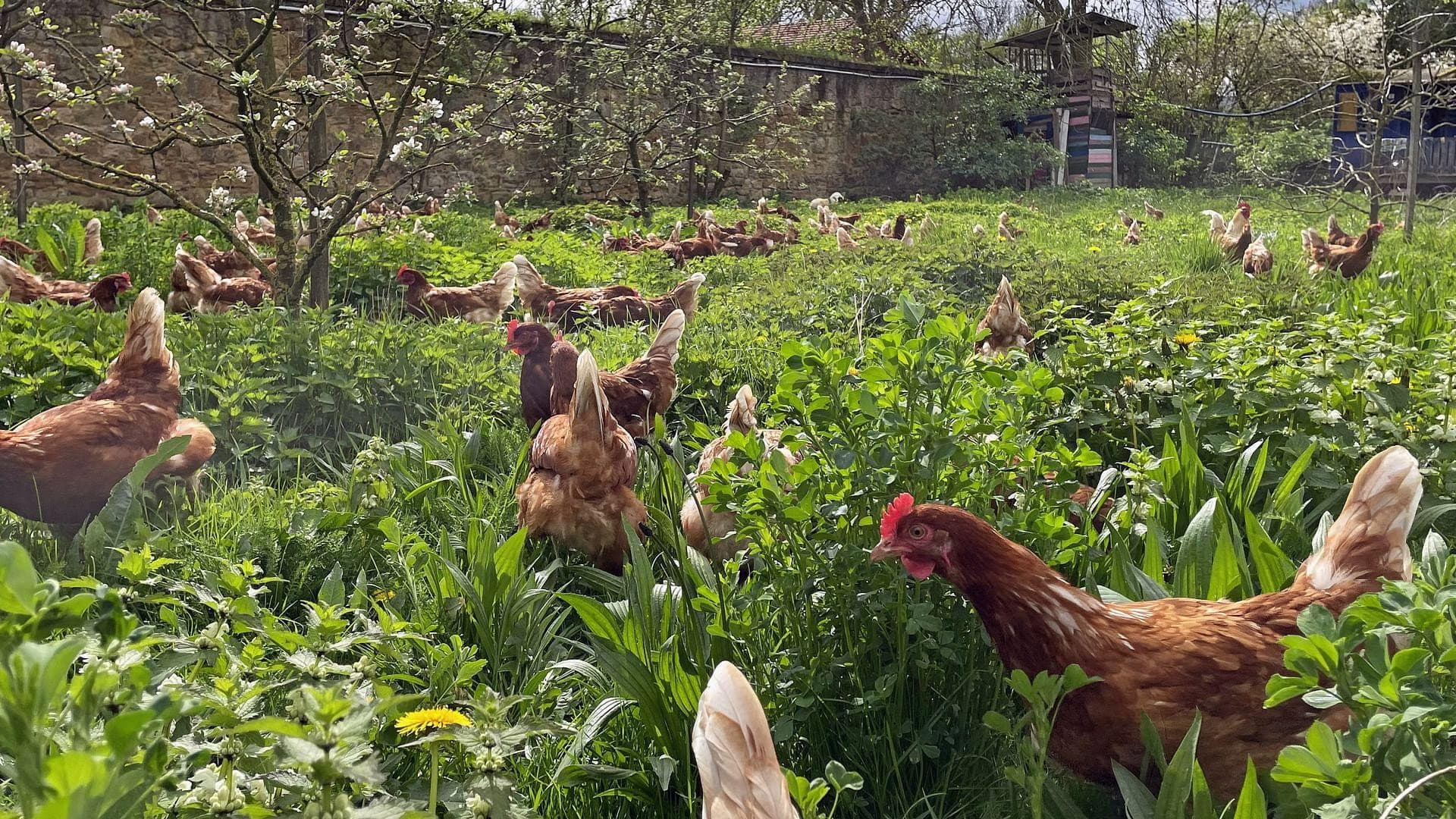 Die Bio-Revolution - Die Karriere der ökologischen Landwirtschaft backdrop