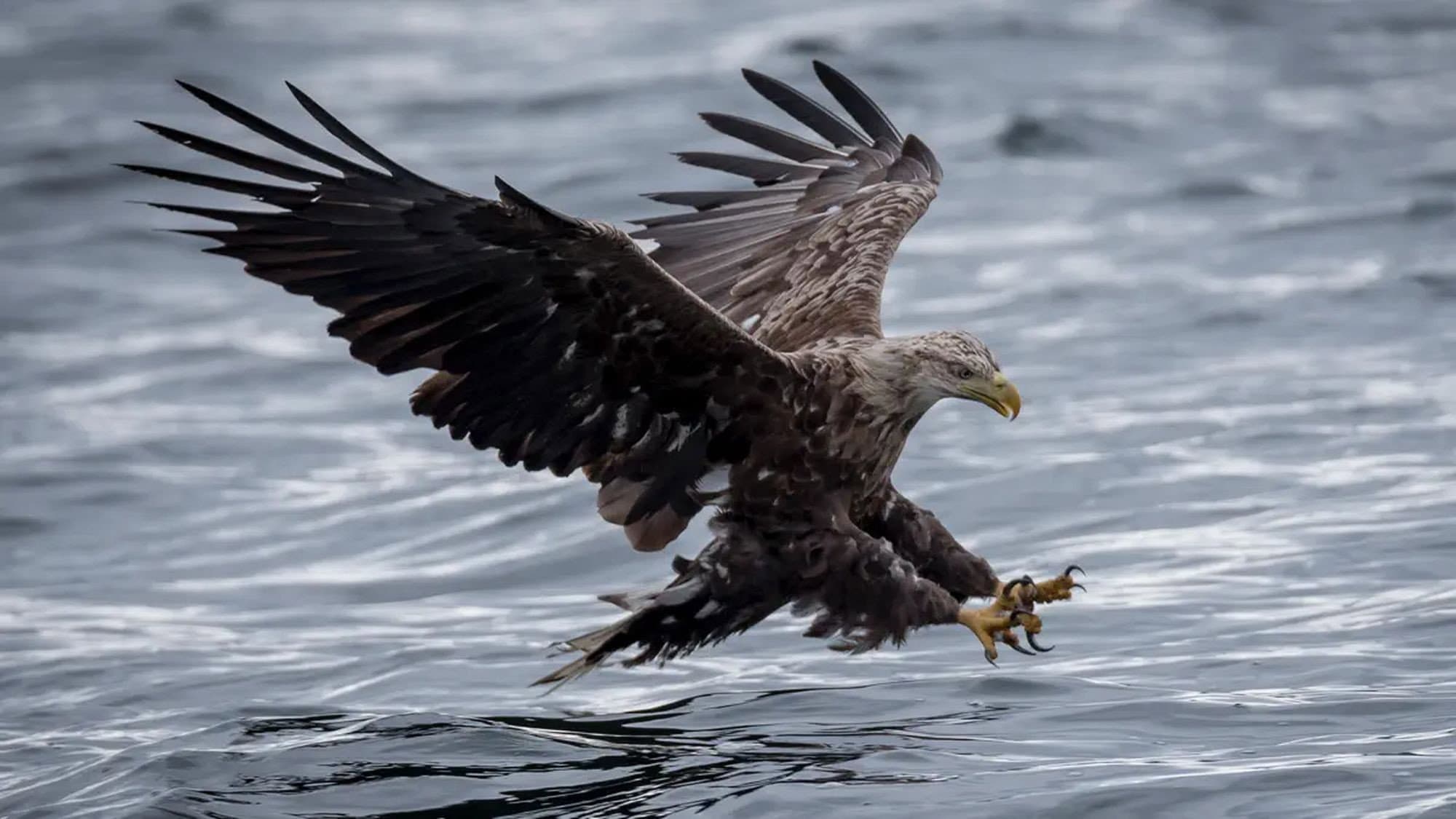 Where Eagles Dare backdrop