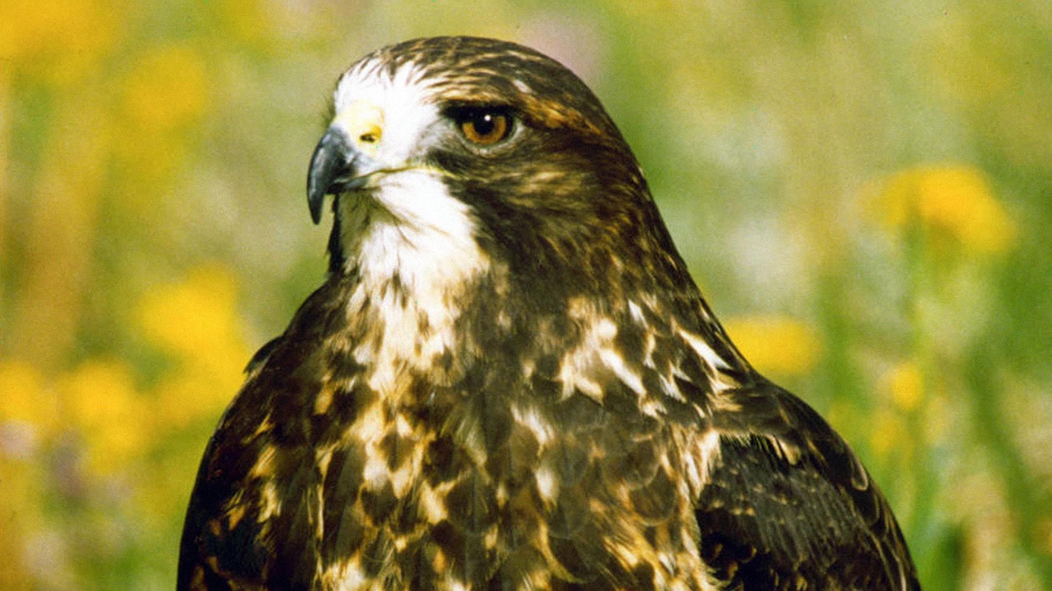 Twixt Heaven and Earth backdrop