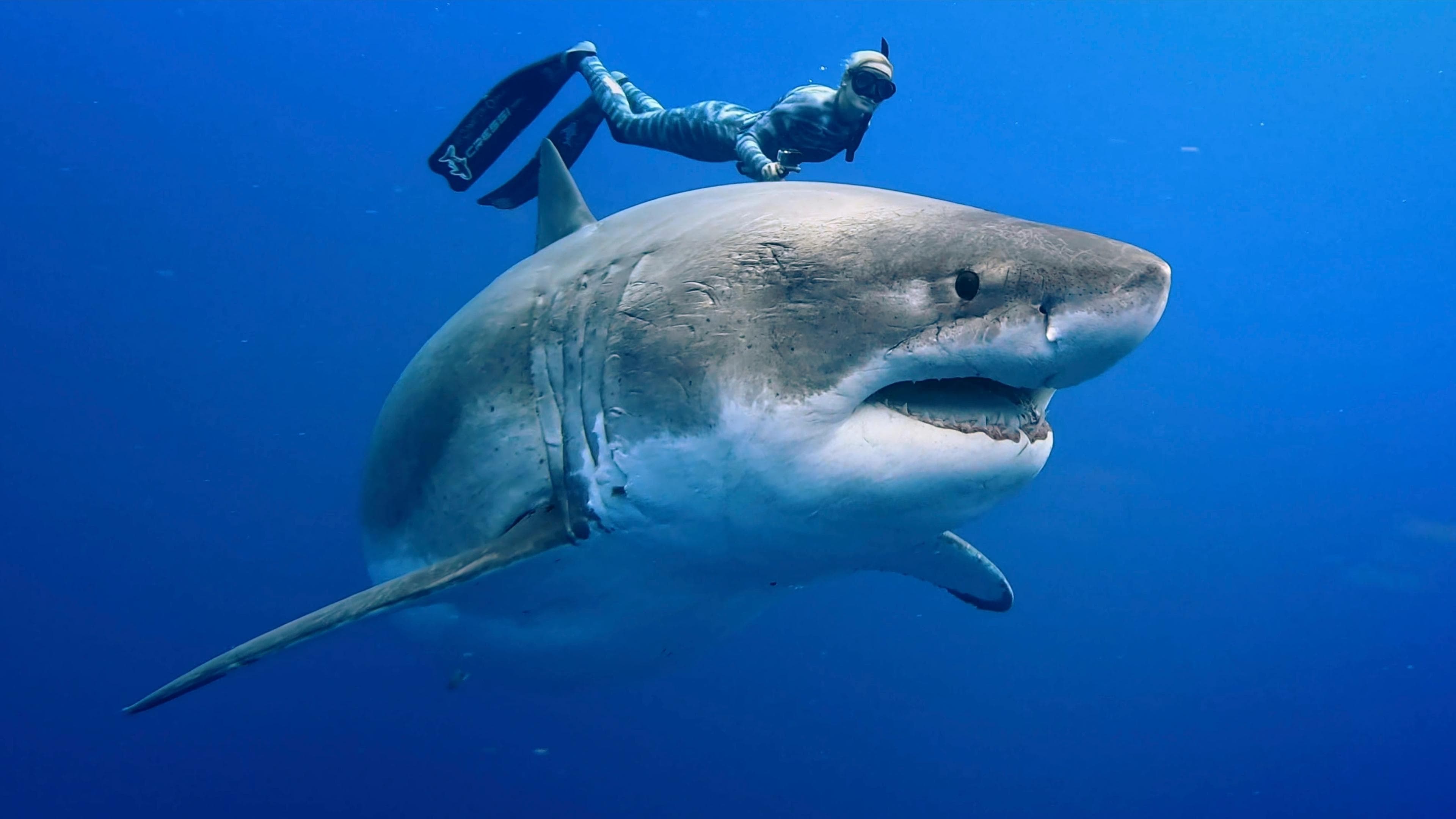 Envoy: Shark Cull backdrop
