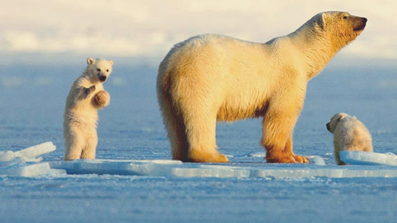 My Journey with a Polar Bear backdrop