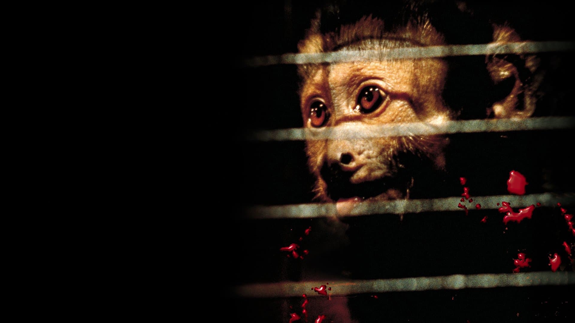 Monkey Shines backdrop