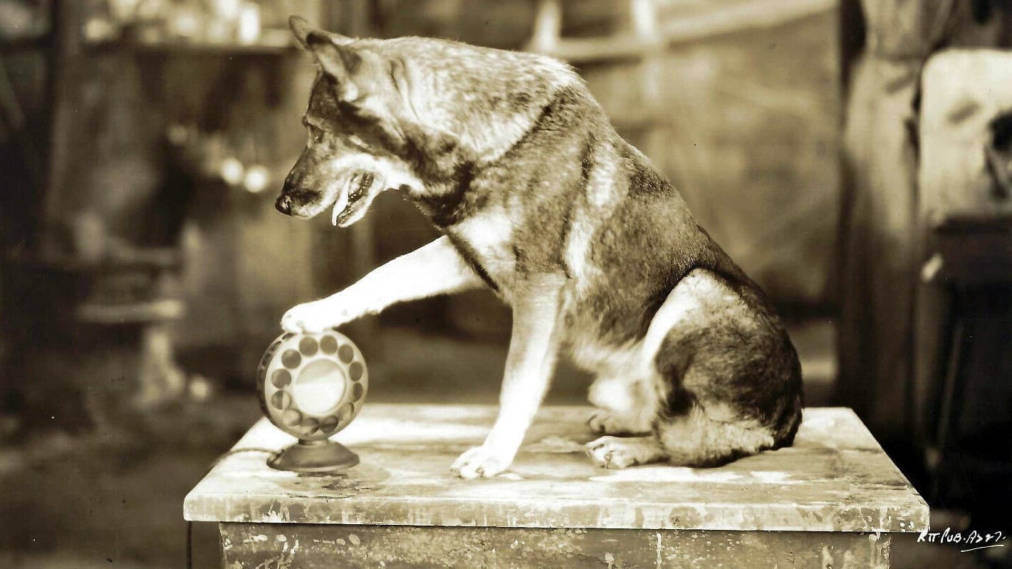 The Million Dollar Collar backdrop