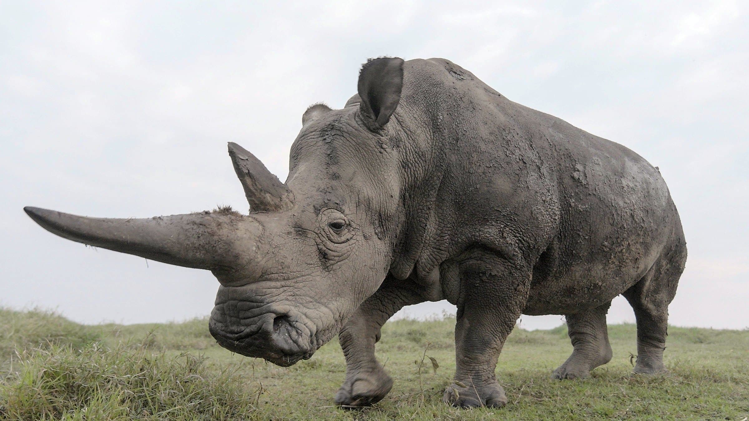 The Last Rhinos: A New Hope backdrop