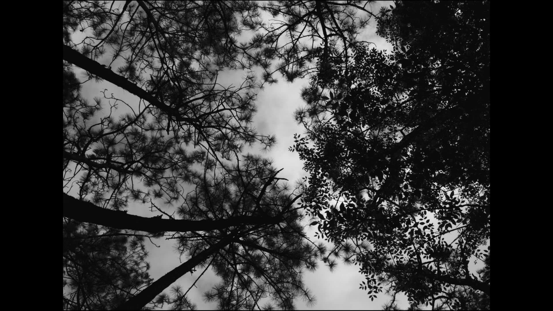 Frankenstein The Creature backdrop