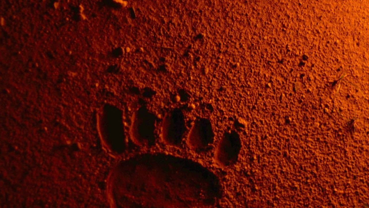 Bears Discover Fire backdrop