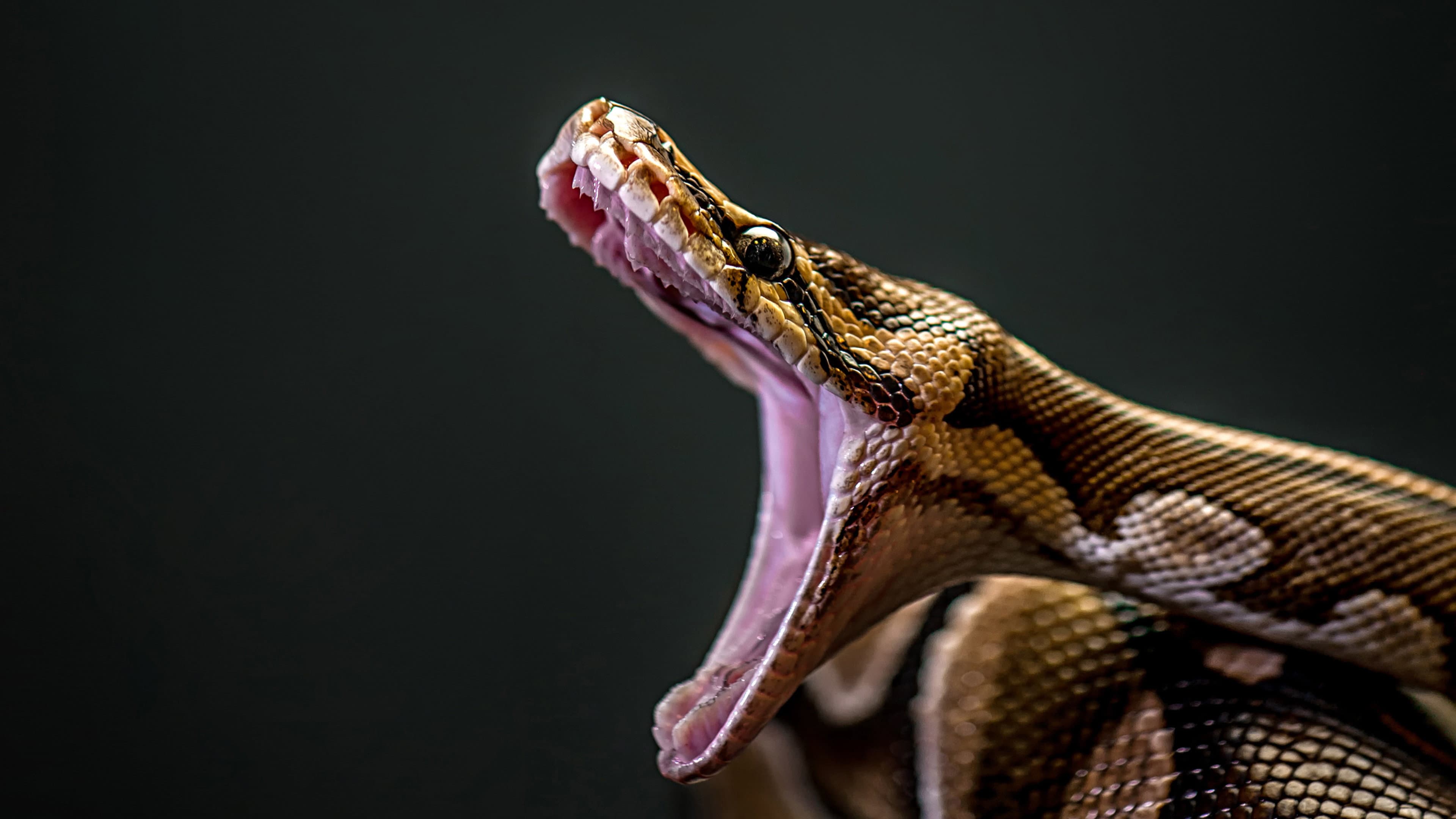 Man-Eating Super Snake backdrop
