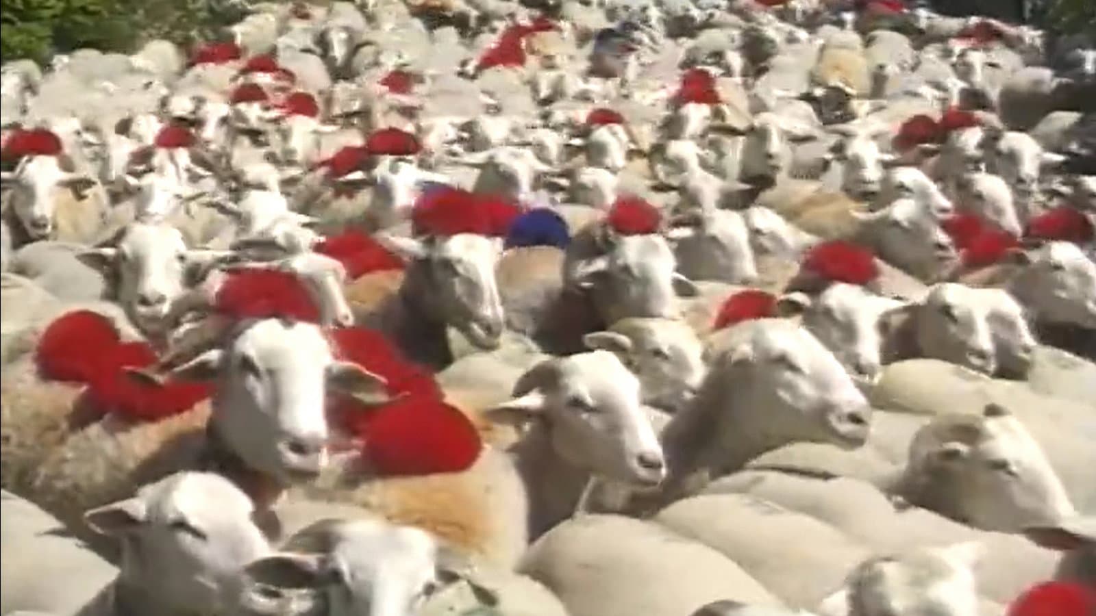 Shepherd and beyond backdrop