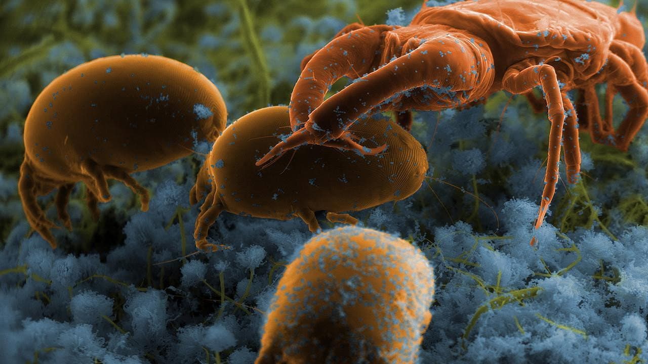 The squatters’ Return backdrop