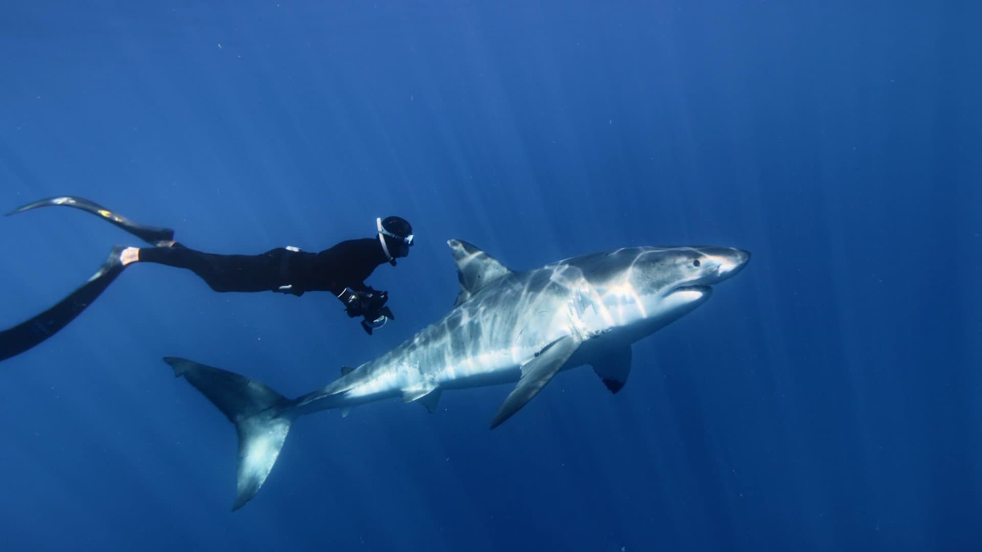 Great White Shark backdrop