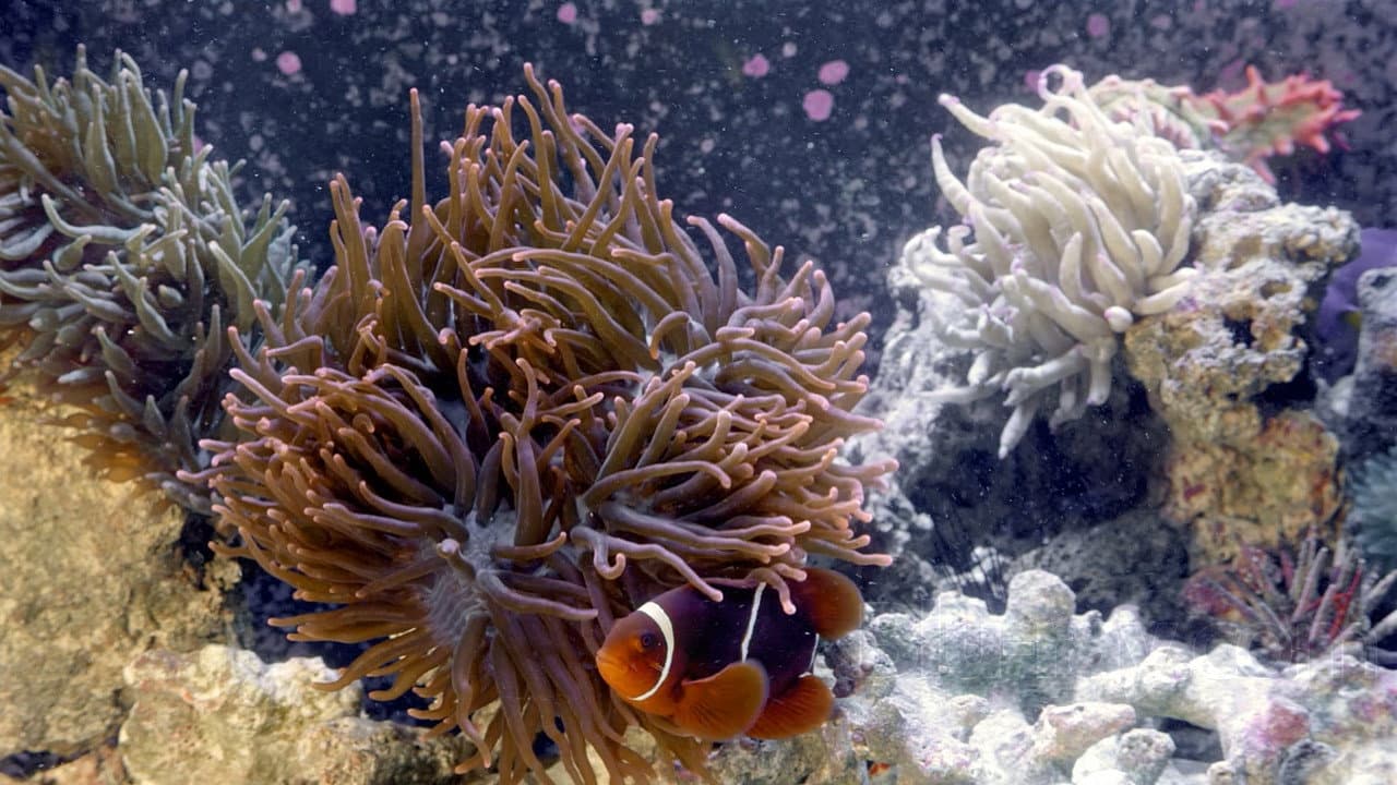 3D Aquarium backdrop