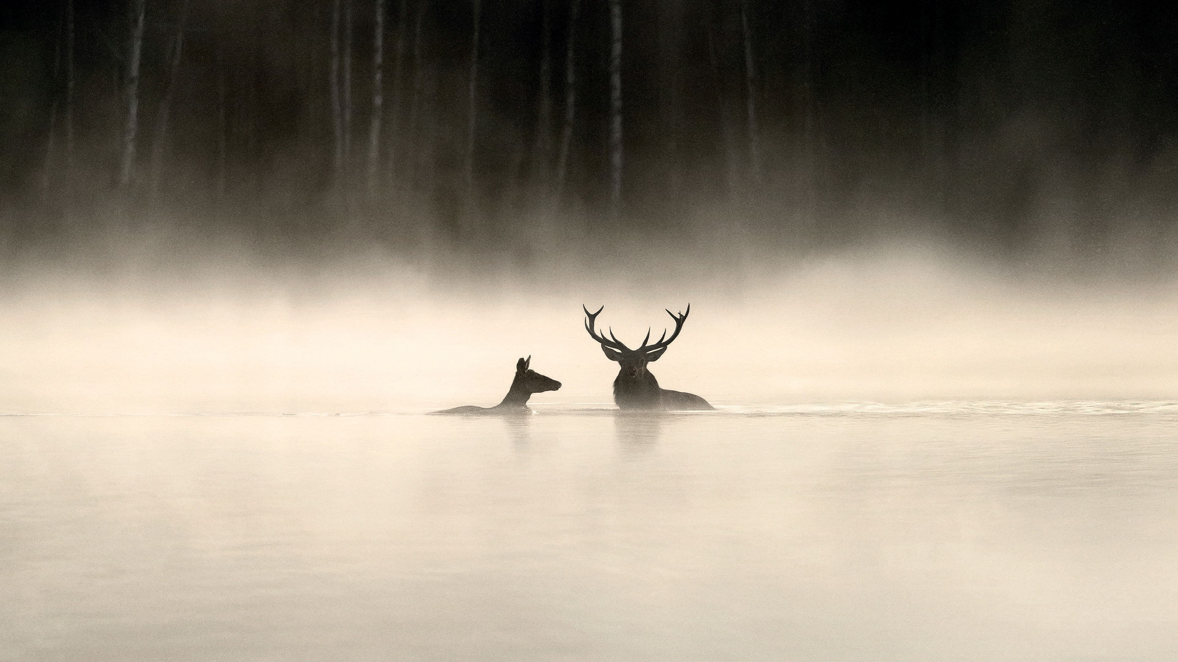 Whispers in the Woods backdrop