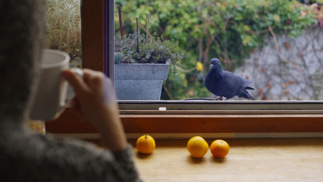 Mes voisins sauvages backdrop