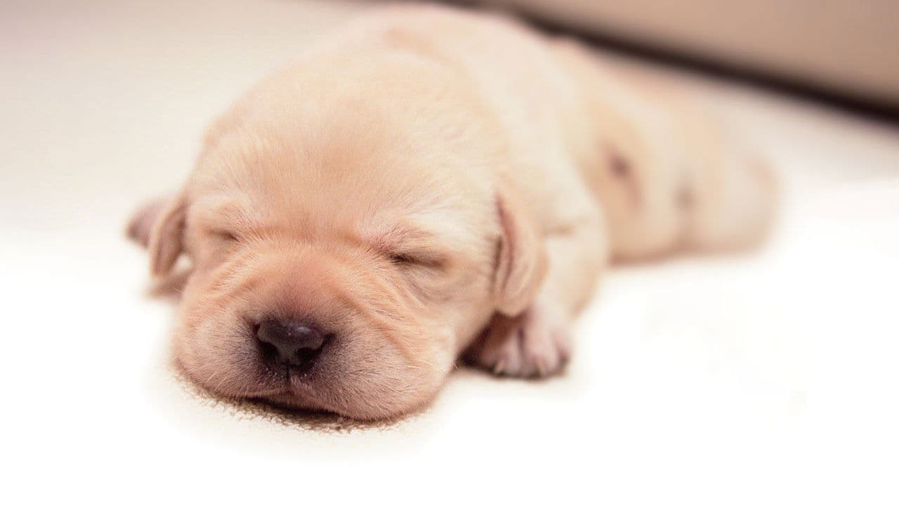 Quill: The Life of a Guide Dog backdrop