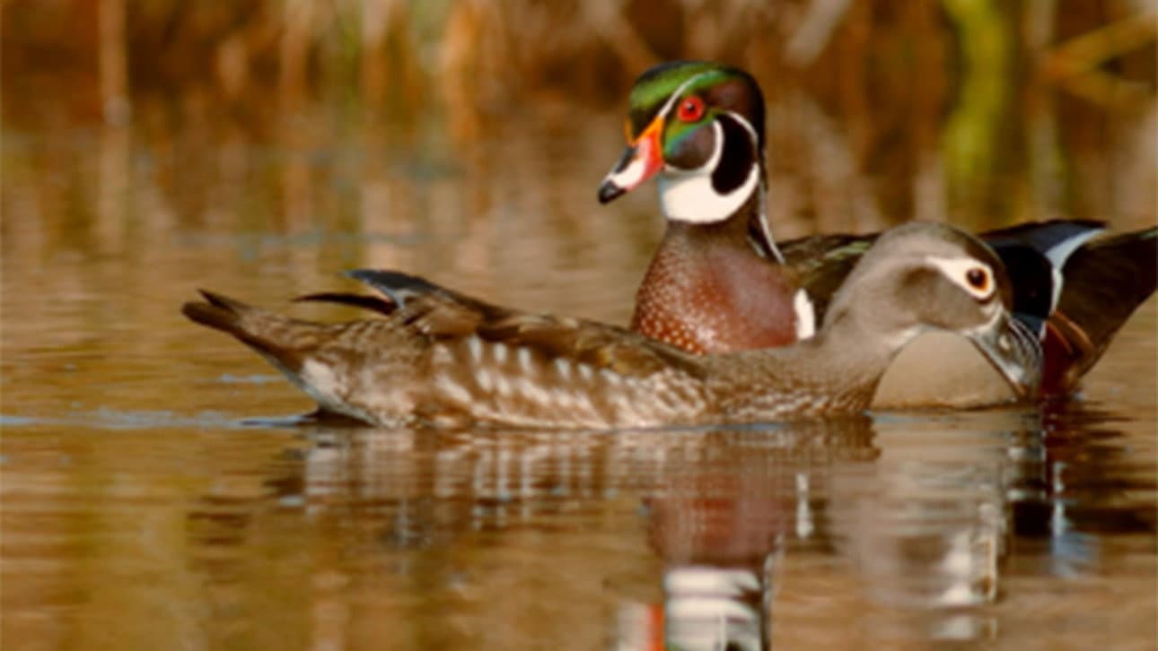 PBS Nature - An Original DUCKumentary backdrop