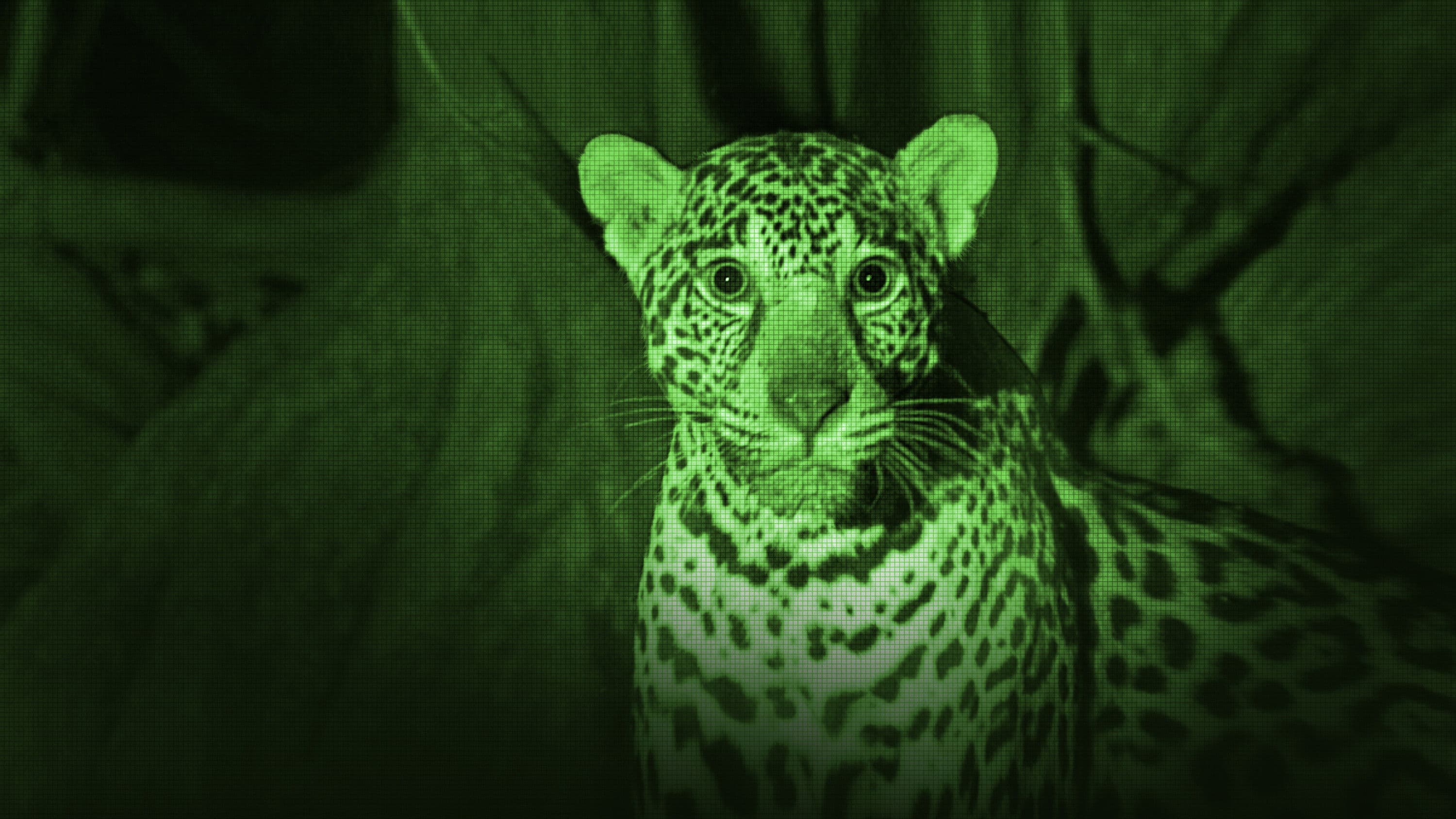 Jaguar Beach Battle backdrop