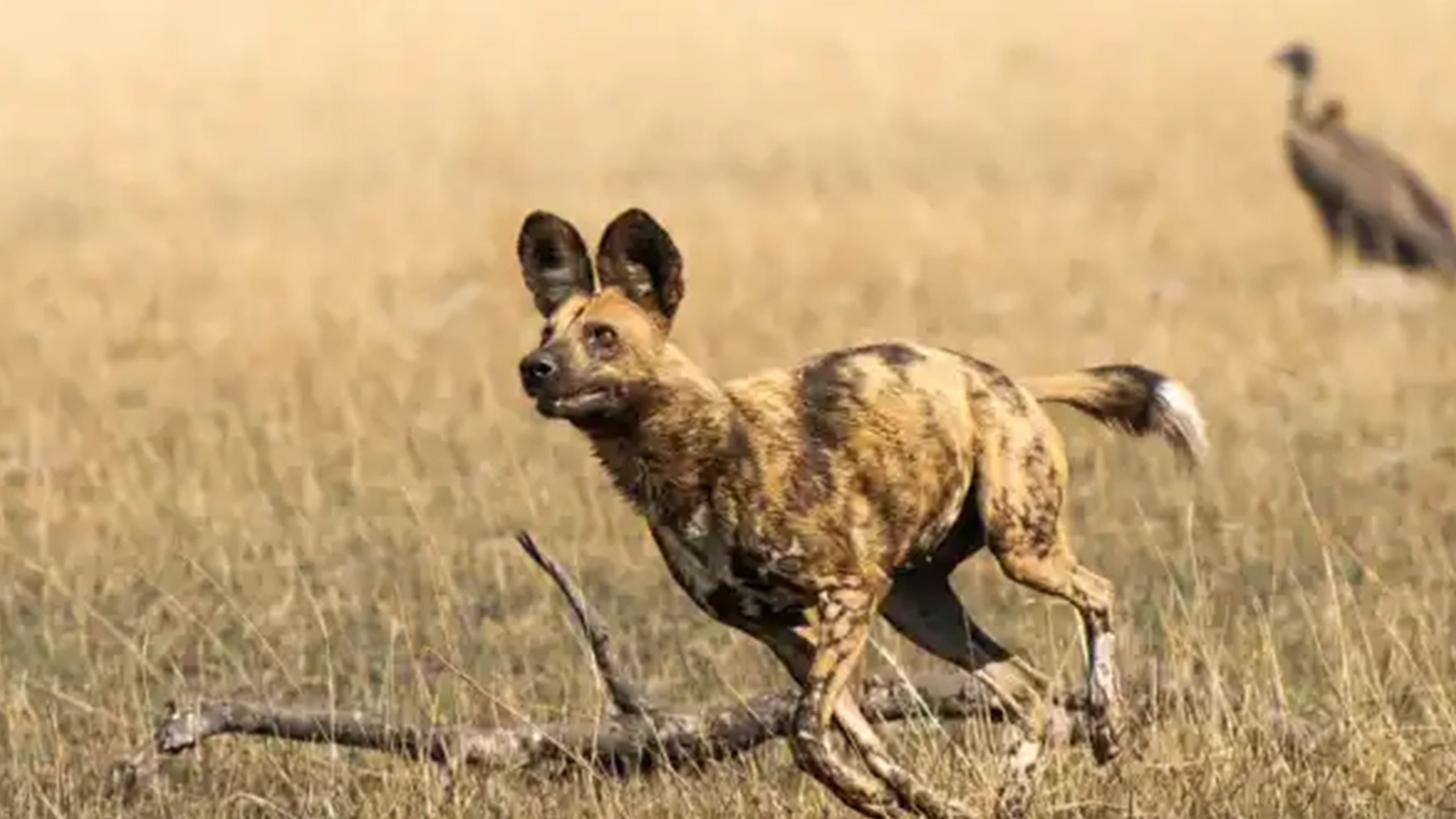 African Adventure: Safari in the Okavango backdrop