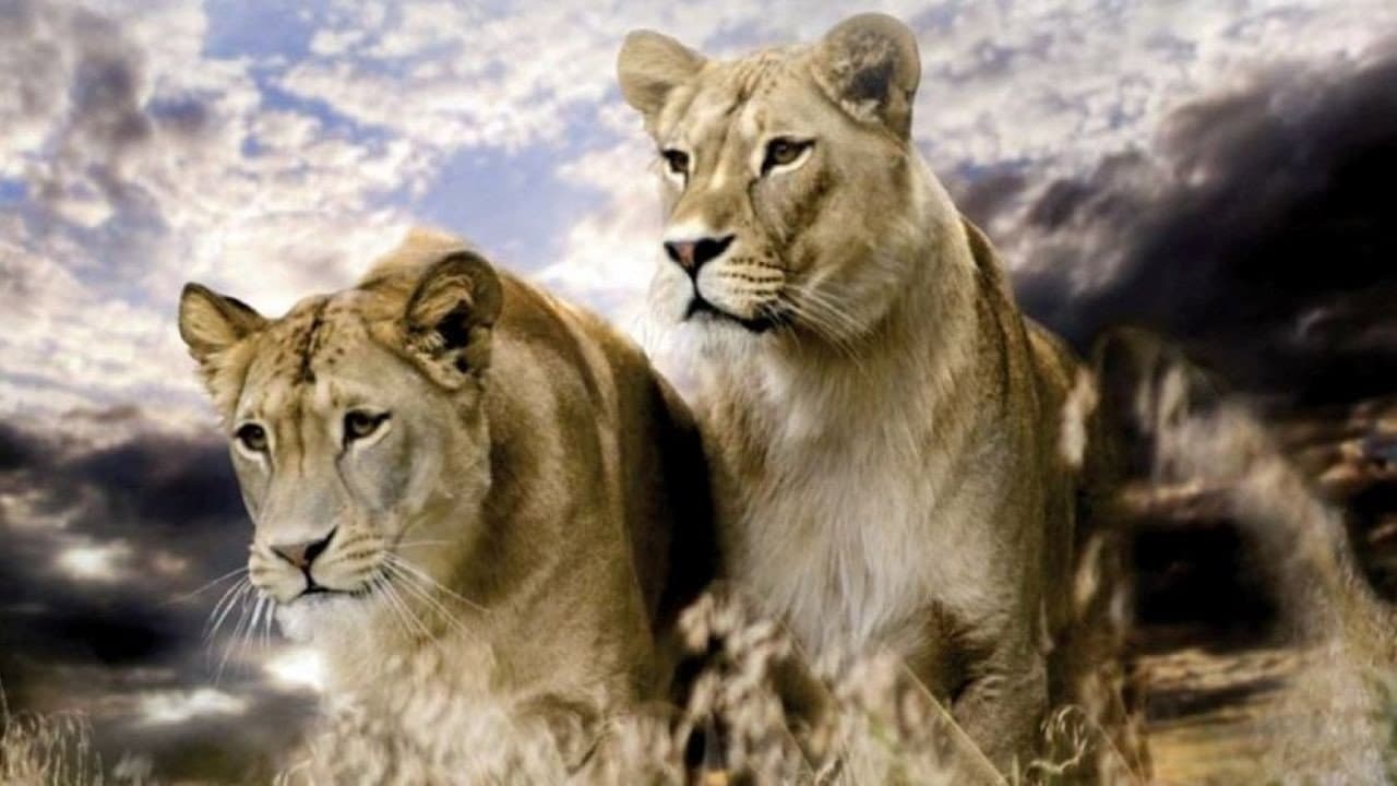 Big Cats: Fast and Dangerous backdrop