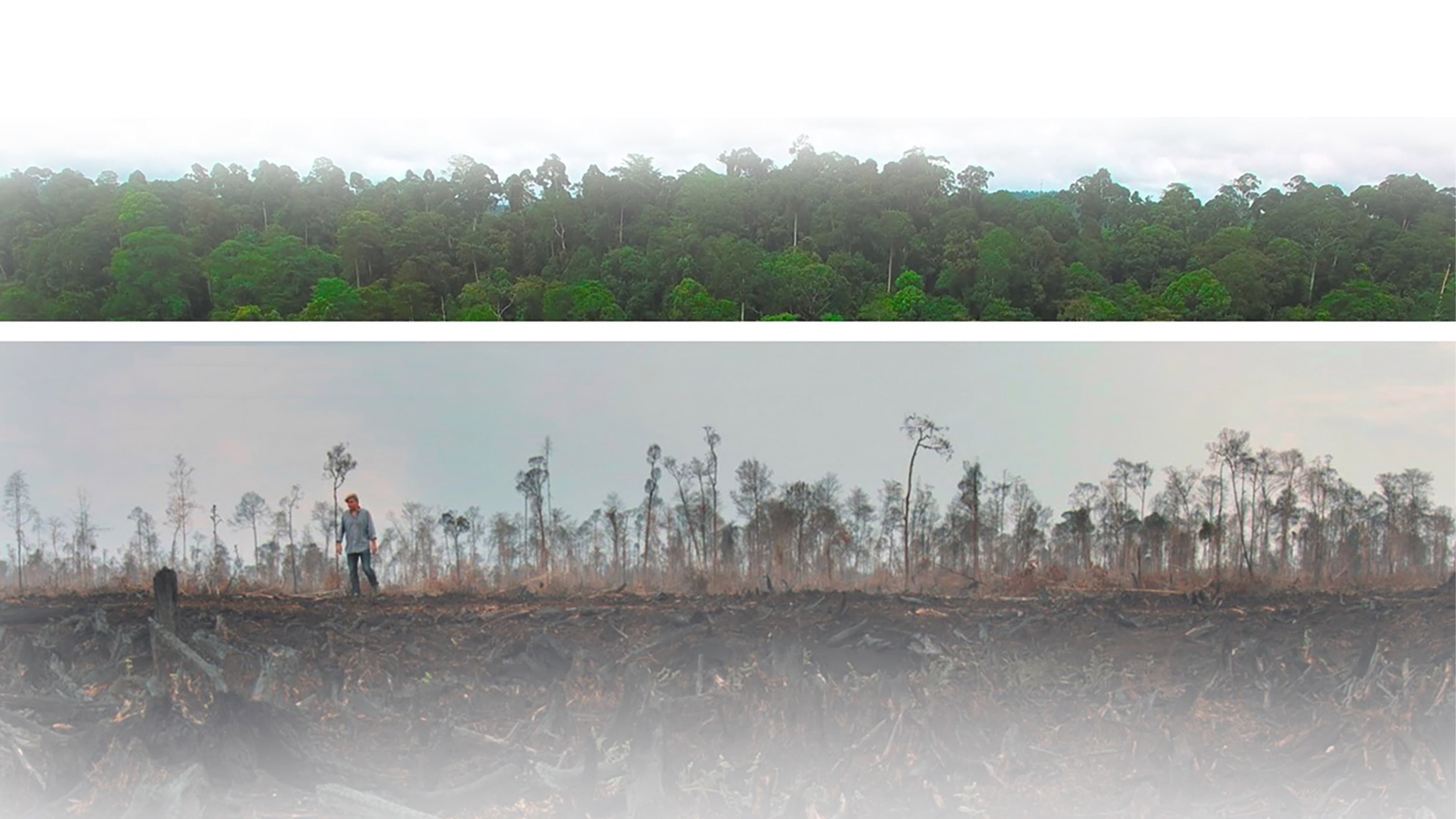 Die grüne Lüge backdrop