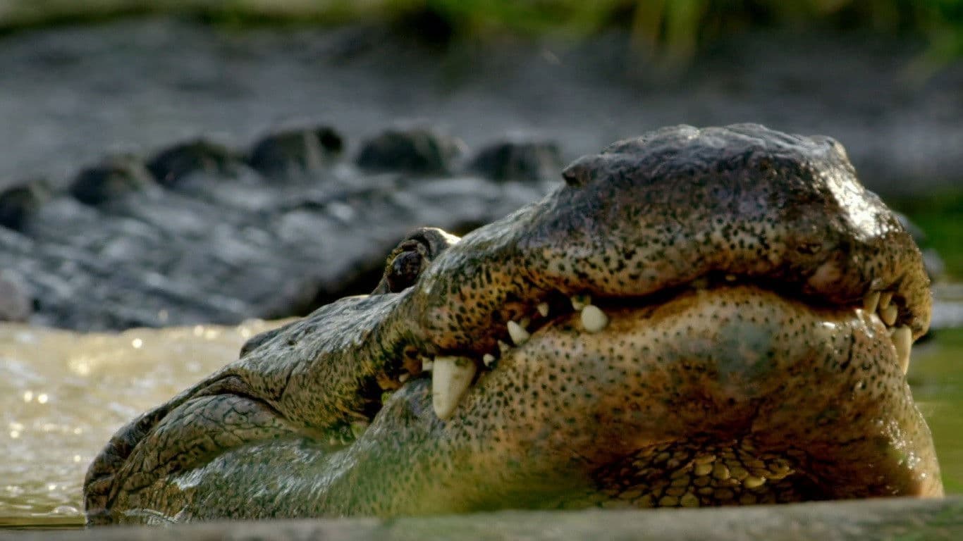 Wild Florida backdrop