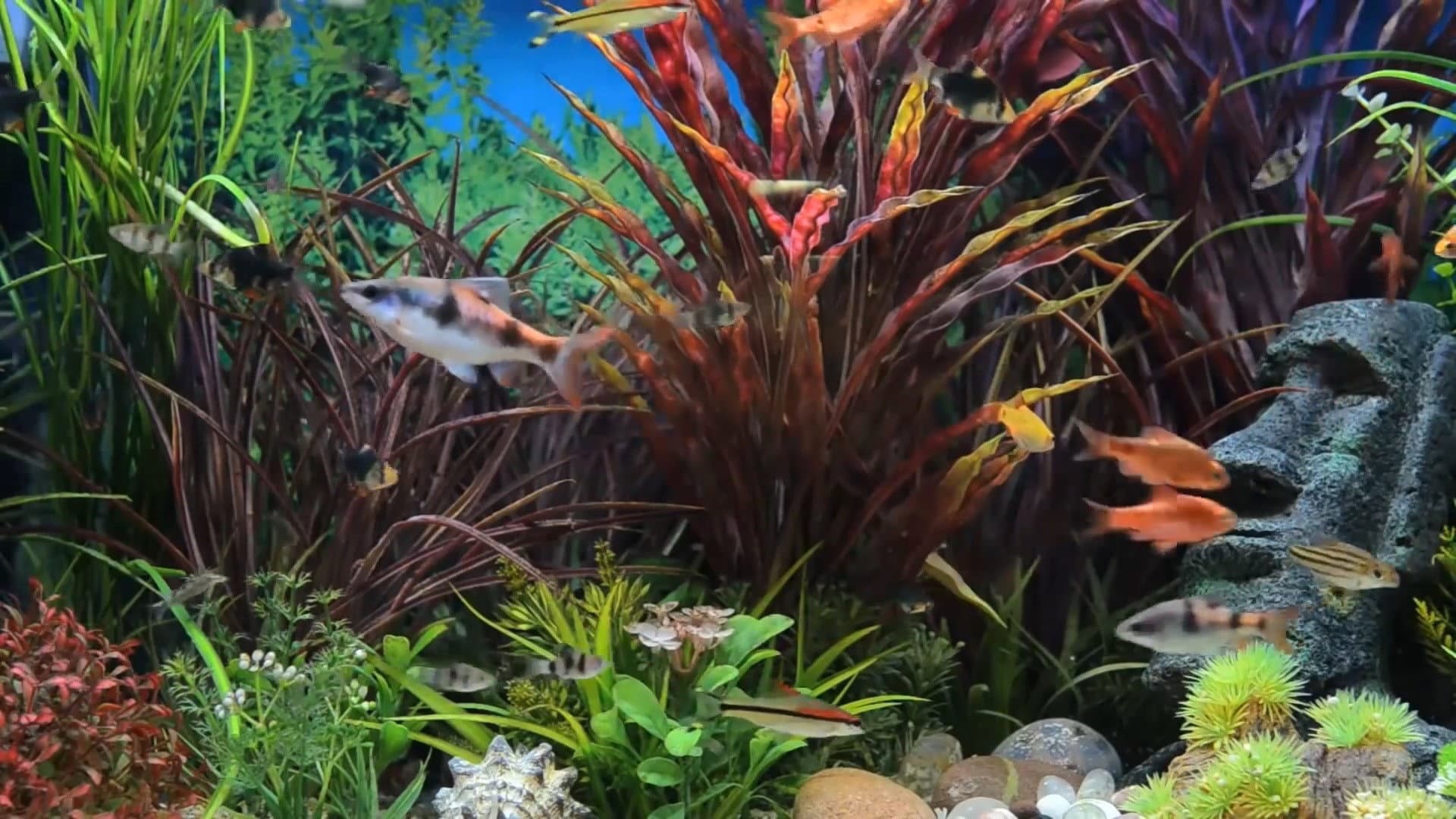 Relaxing Aquarium backdrop