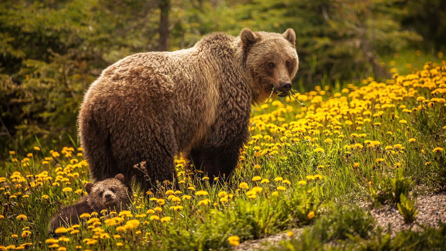 Bear Island backdrop