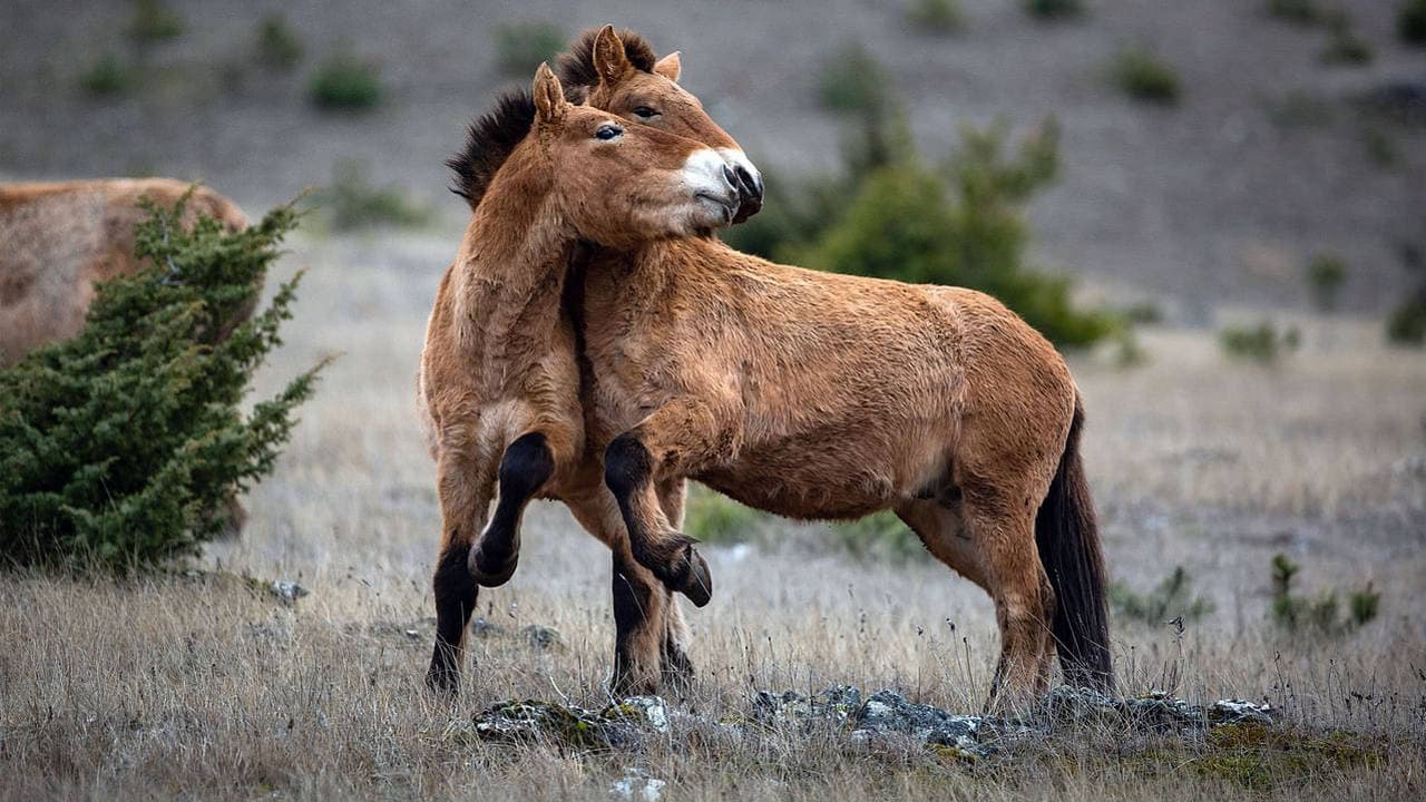 Living Among the Living backdrop