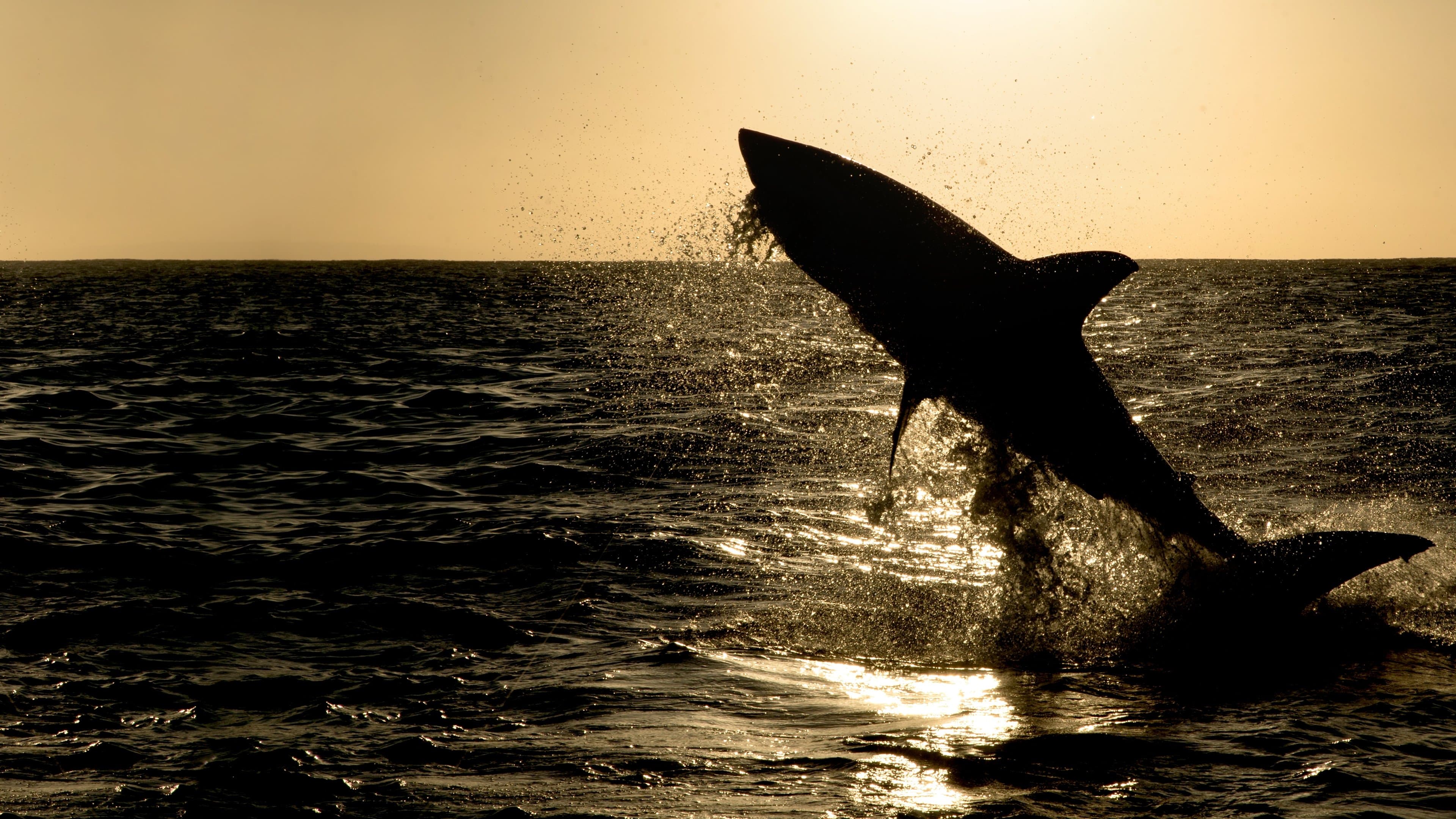 Big Sharks Rule backdrop