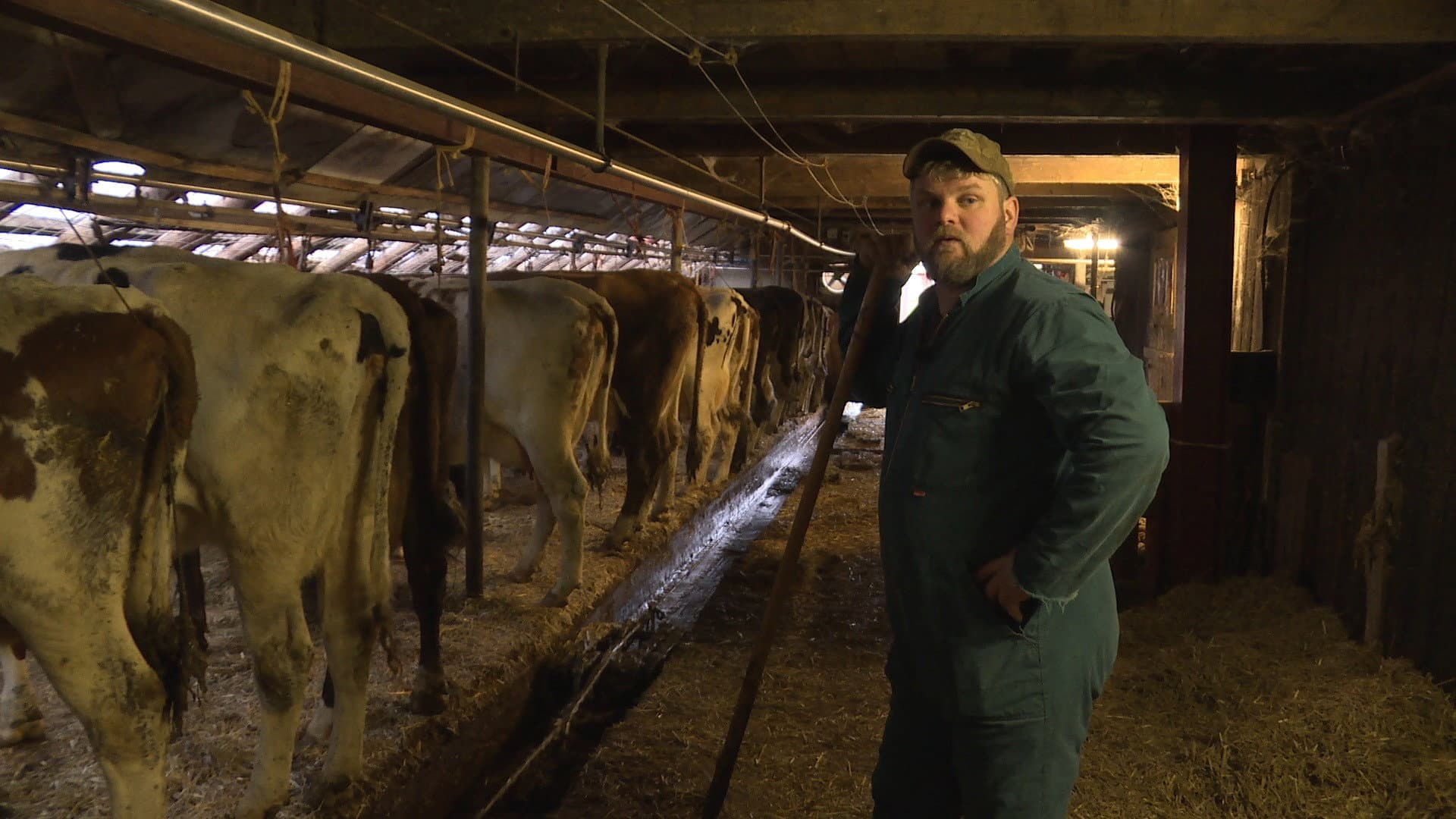 Veearts Maaike backdrop