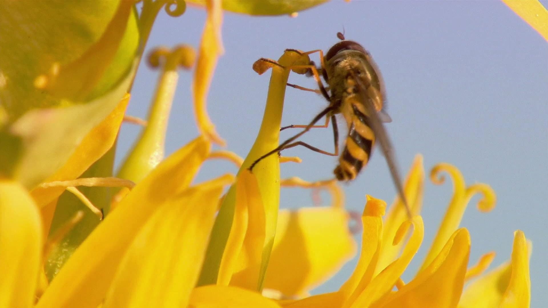 Insect World backdrop