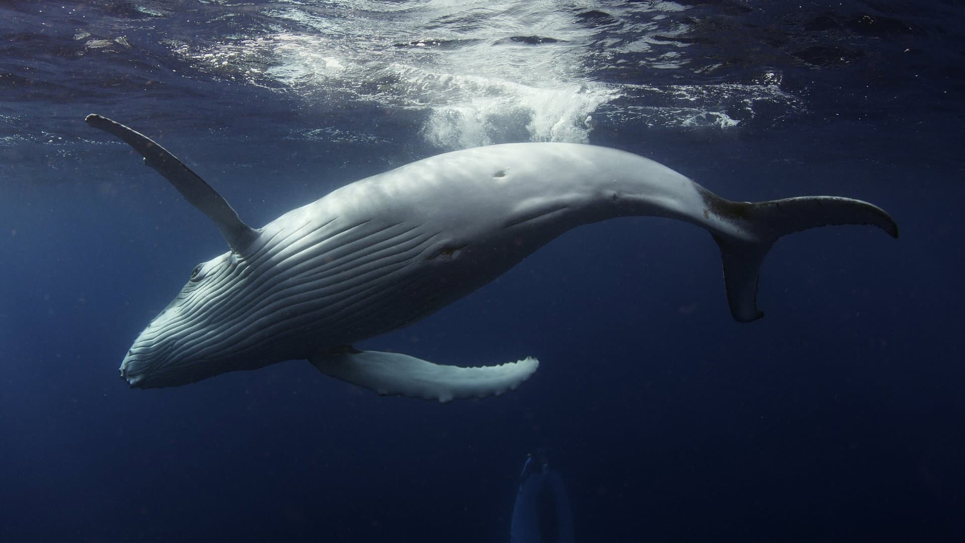 Ocean Odyssey backdrop