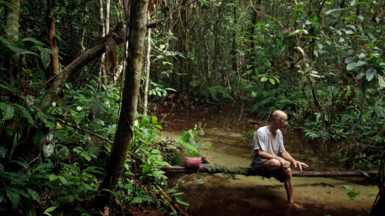 Song from the Forest backdrop