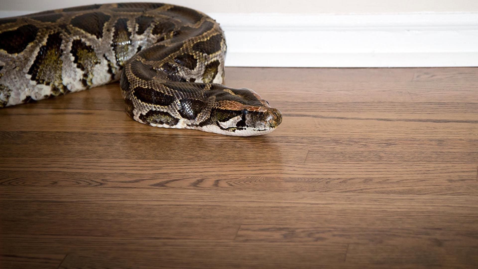 Devoured: Man-Eating Super Snake Returns backdrop