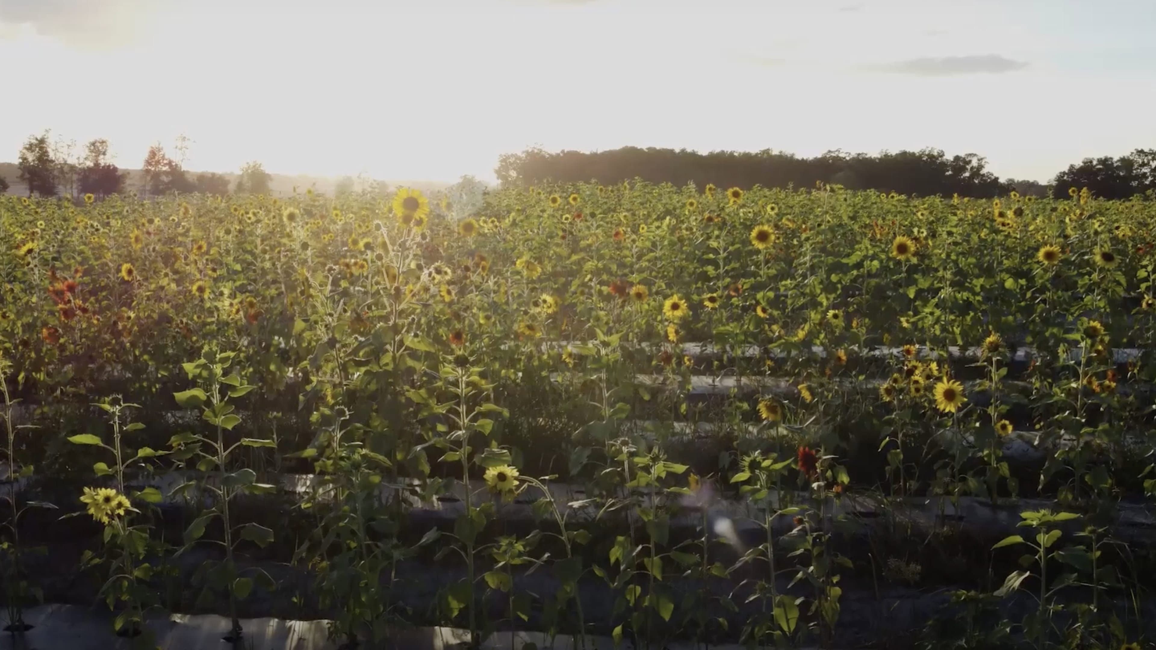 Sunflower backdrop