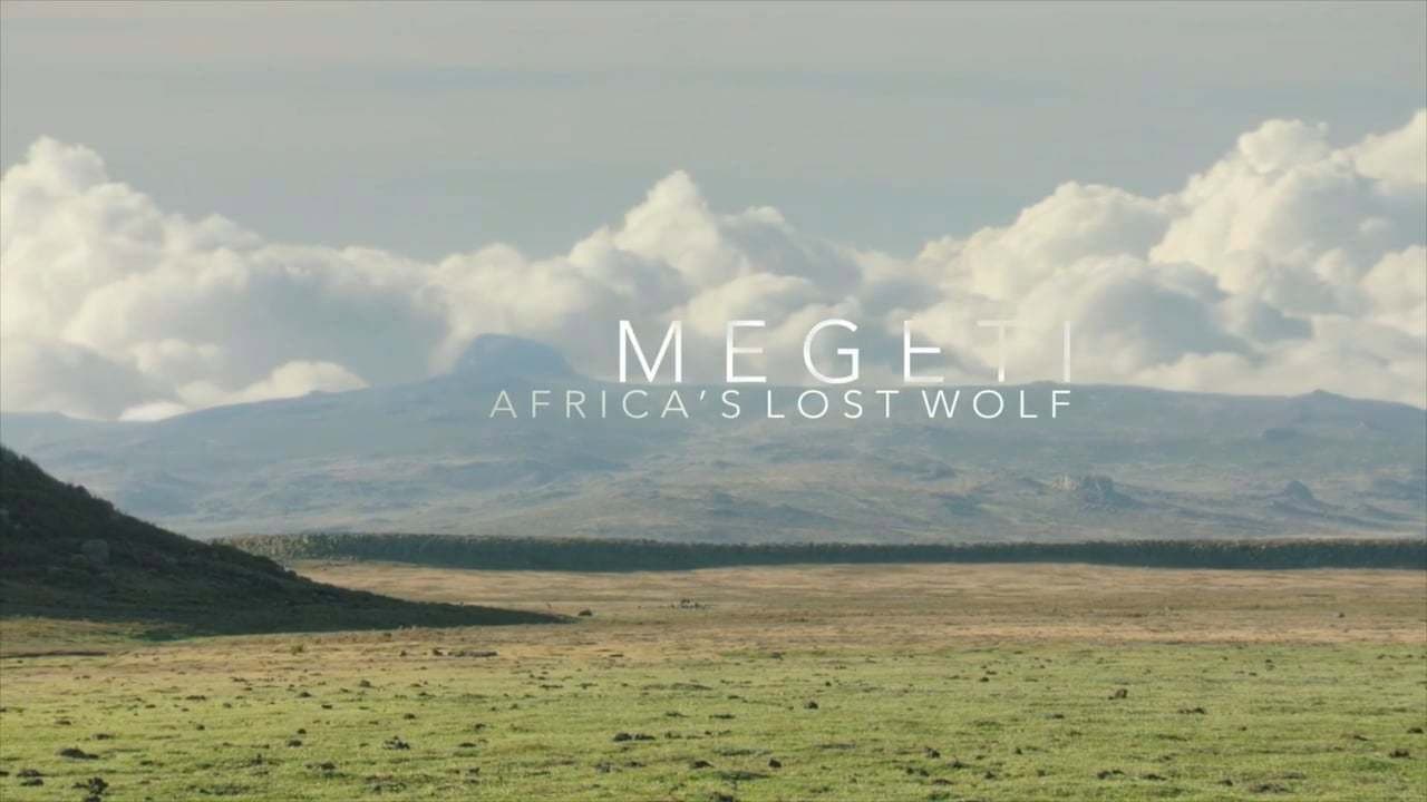 Megeti - Africa's Lost Wolf backdrop