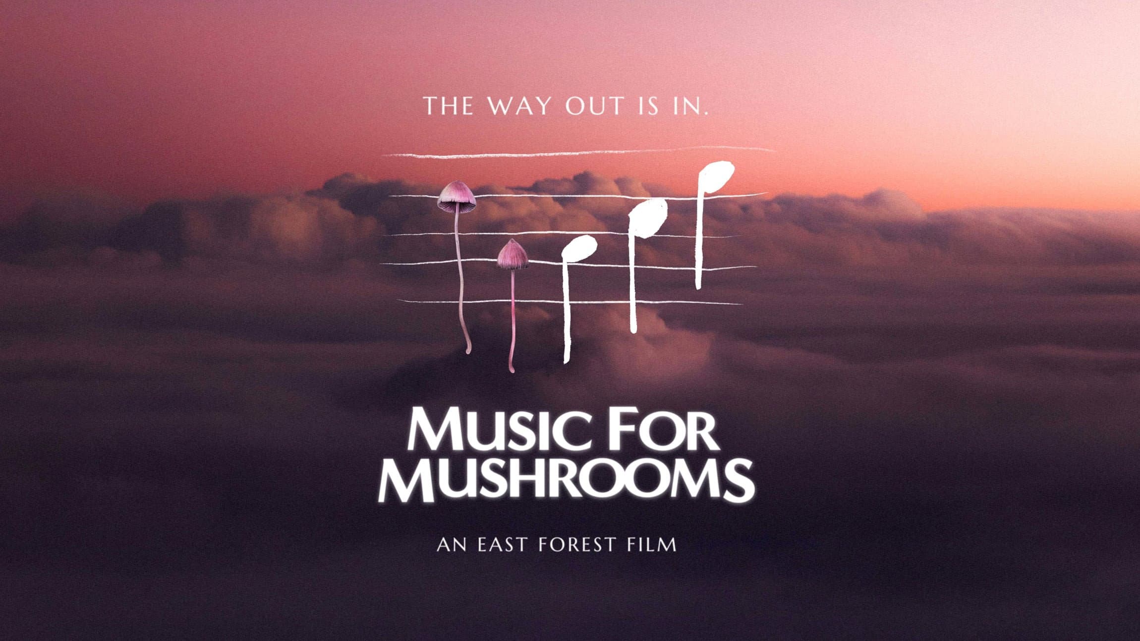 Music for Mushrooms backdrop