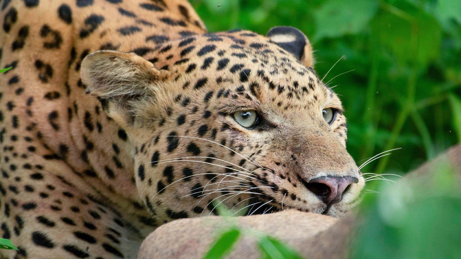 Leopard Dynasty – The Rise of Rana backdrop