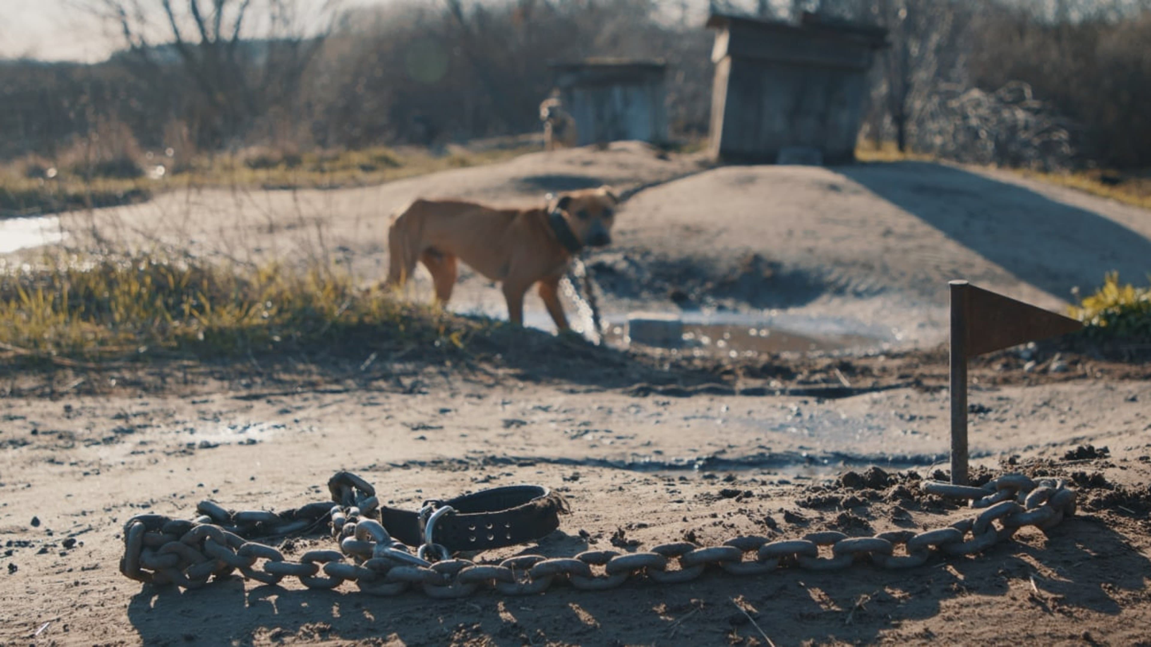 Searching for Nika backdrop