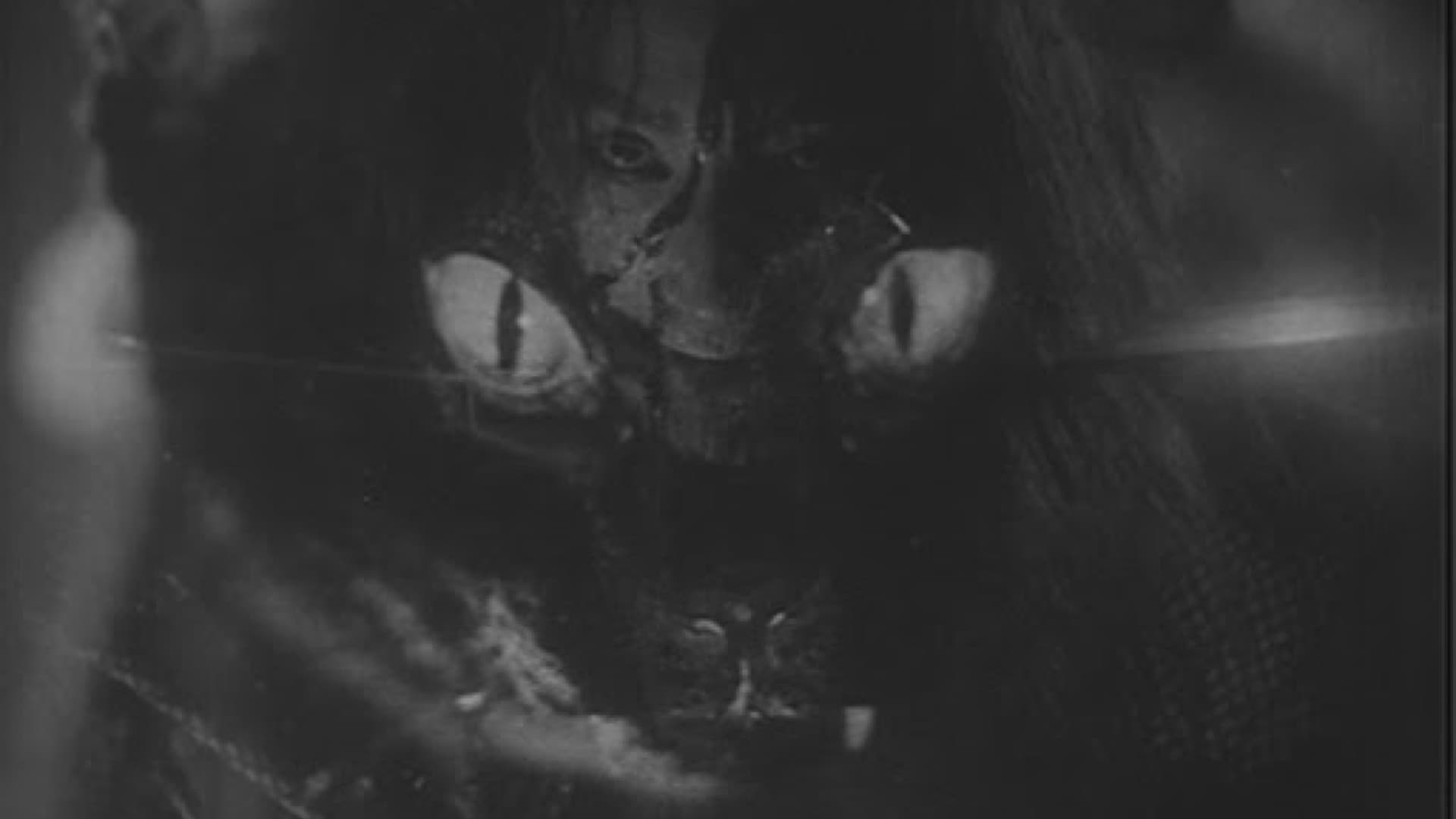 Ghost Cat of Nabeshima backdrop