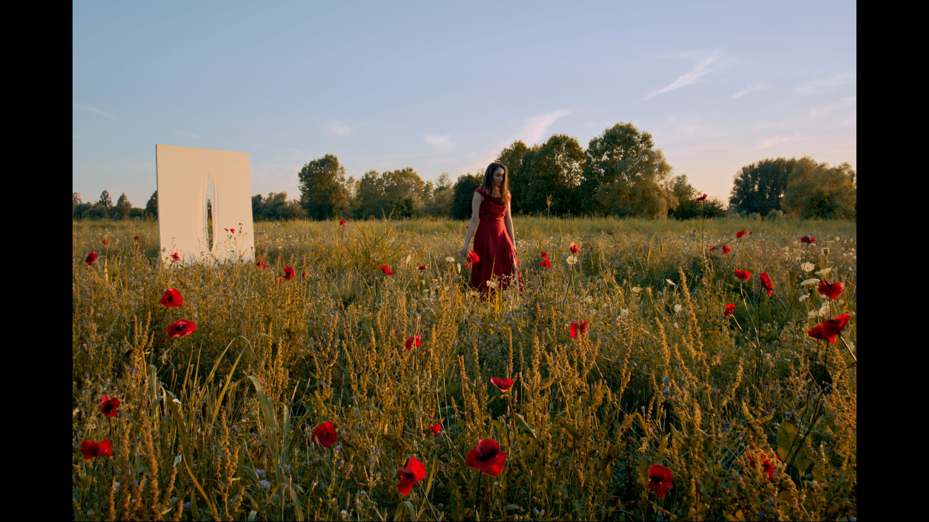 I Papaveri Sono Alti Alti Alti backdrop