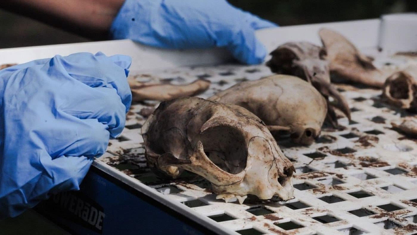 Vulture Culture: Creating Afterlives backdrop